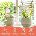 Pink Tulip Plant Watering Balls | Automatic Self-Watering Globes for Indoor & Outdoor Plants